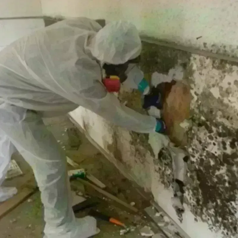 Mold Remediation and Removal in Sturgis, SD